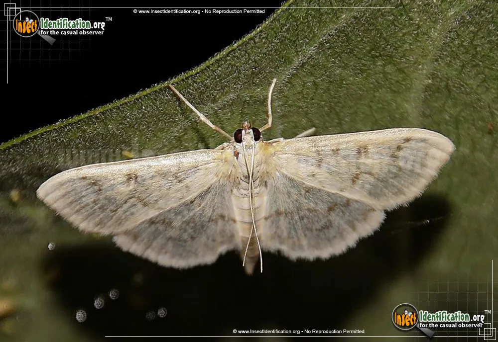 Herpetogramma abdominalis Moth