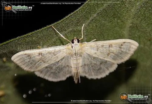 Herpetogramma abdominalis Moth - photo 2