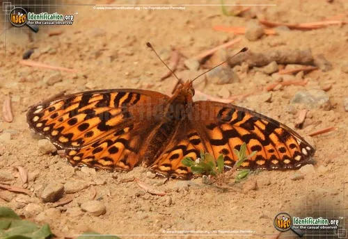 Hesperis Fritillary Butterfly - photo 2