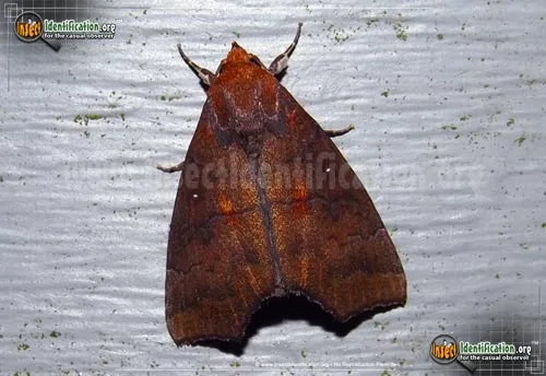 Hibiscus Leaf Caterpillar Moth - photo 2