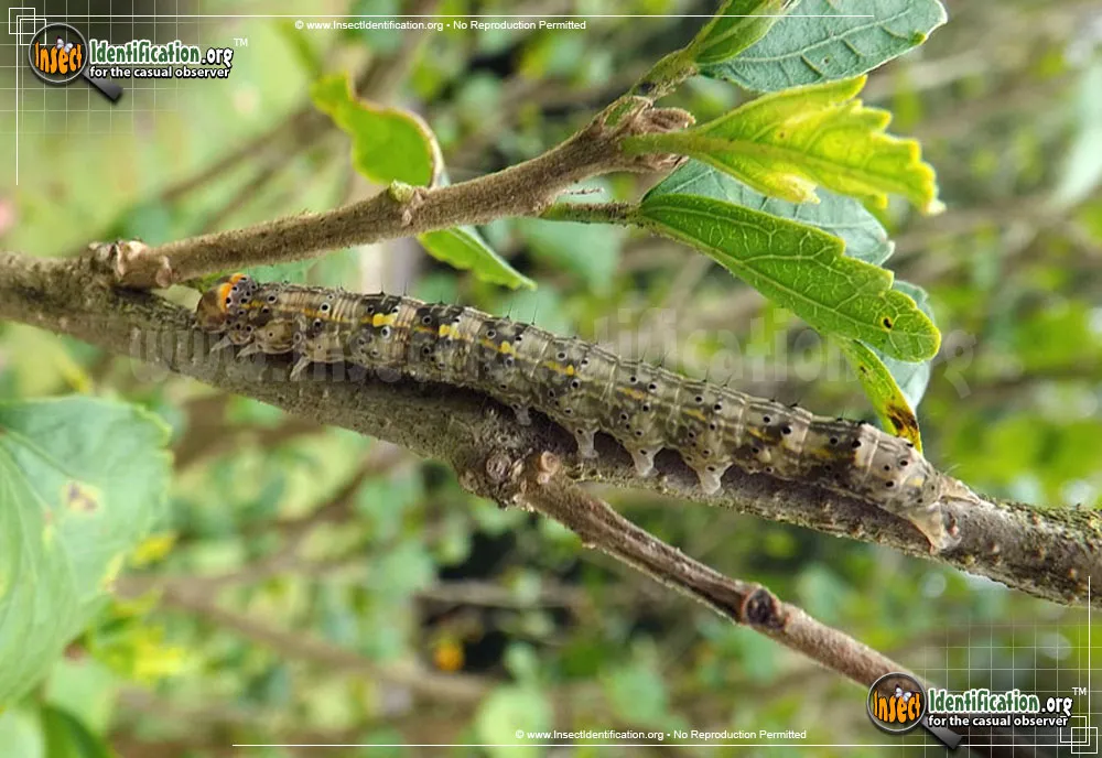Hibiscus Leaf Caterpillar Moth - photo 3