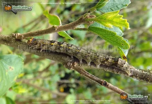 Hibiscus Leaf Caterpillar Moth - photo 4