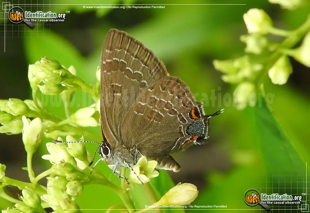 Hickory Hairstreak