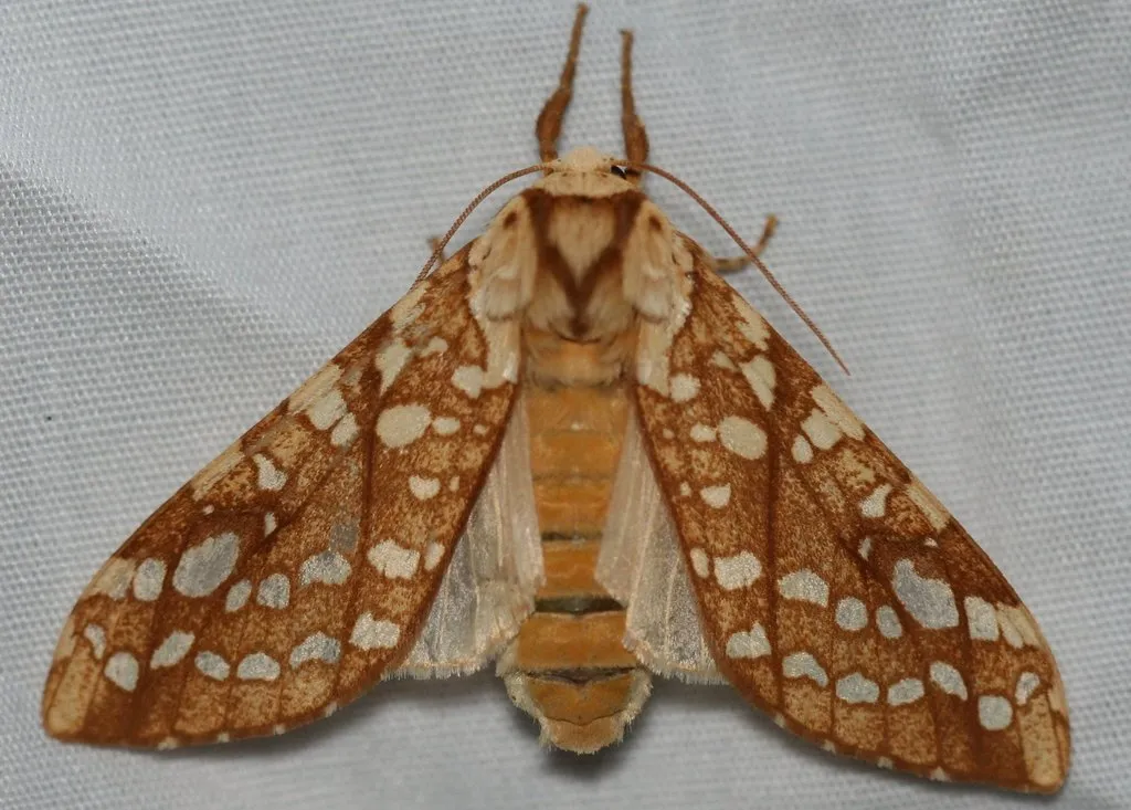 Hickory Tussock Moth - photo 2