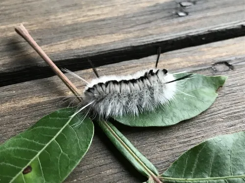 Hickory Tussock Moth - photo 3