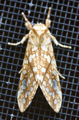 Hickory Tussock Moth - photo 4