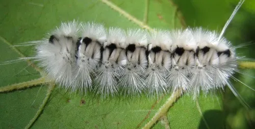 Hickory Tussock Moth - photo 5