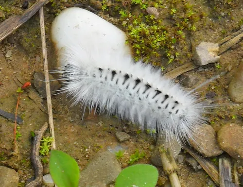 Hickory Tussock Moth - photo 6