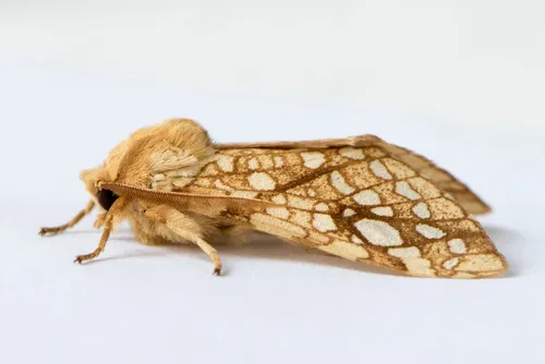 Hickory Tussock Moth - photo 7