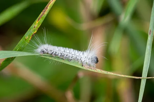 Hickory Tussock Moth - photo 8