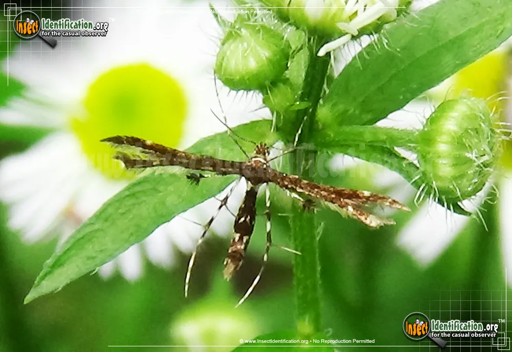 Himmelman's Plume Moth