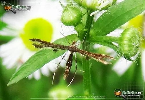 Himmelman's Plume Moth - photo 2