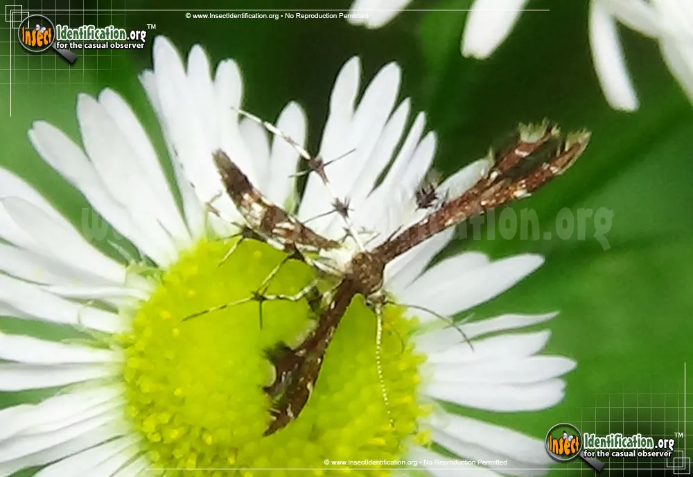 Himmelman's Plume Moth - photo 3