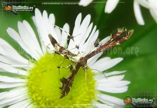 Himmelman's Plume Moth - photo 4