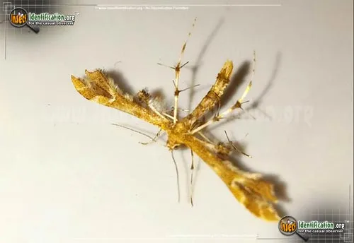 Himmelman's Plume Moth - photo 6