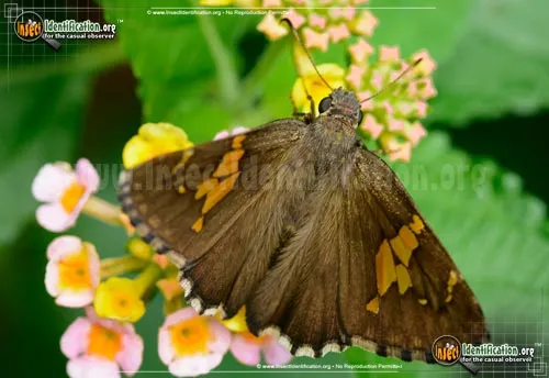 Hoary Edge Skipper - photo 2