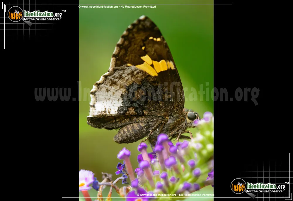 Hoary Edge Skipper - photo 5