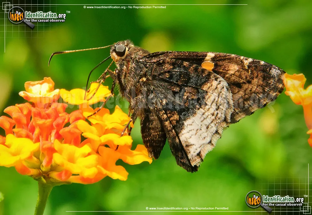 Hoary Edge Skipper - photo 7