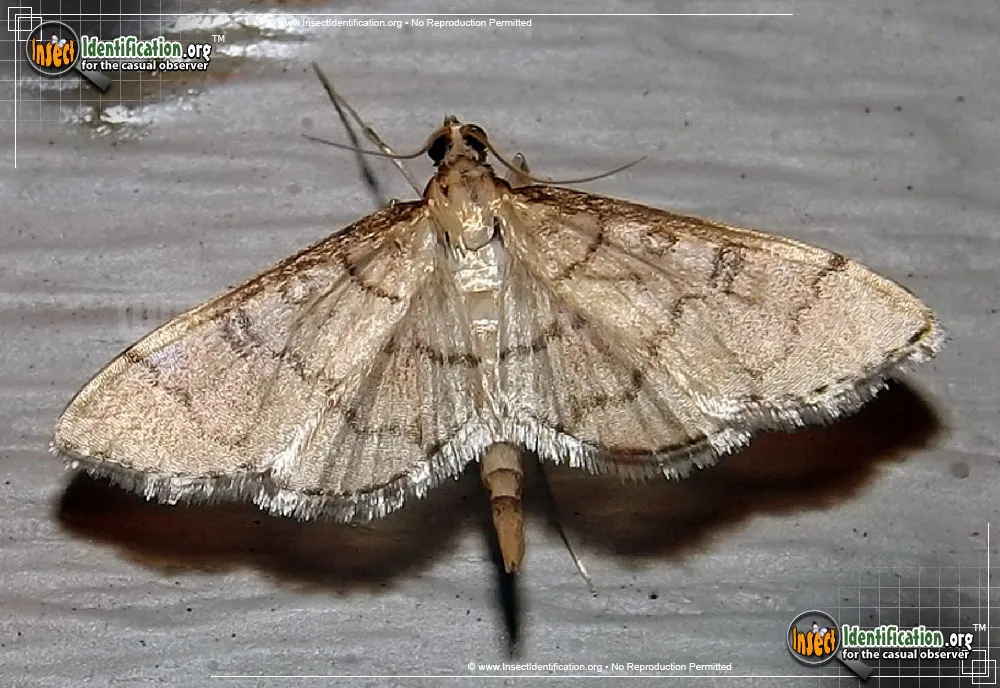 Hollow-spotted Blepharomastix