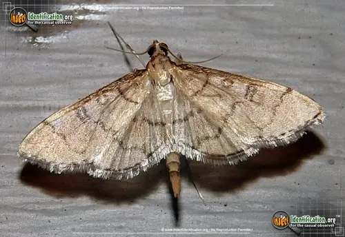 Hollow-spotted Blepharomastix - photo 2