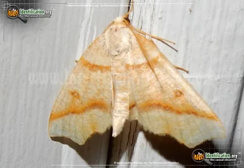 Hollow-spotted Plagodis Moth - photo 2
