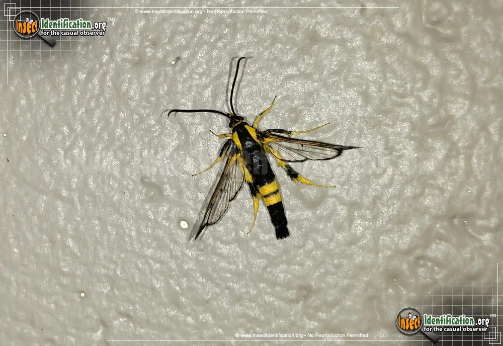 Holly Borer Moth - Synanthedon kathyae