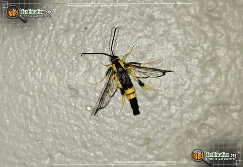 Holly Borer Moth - photo 2
