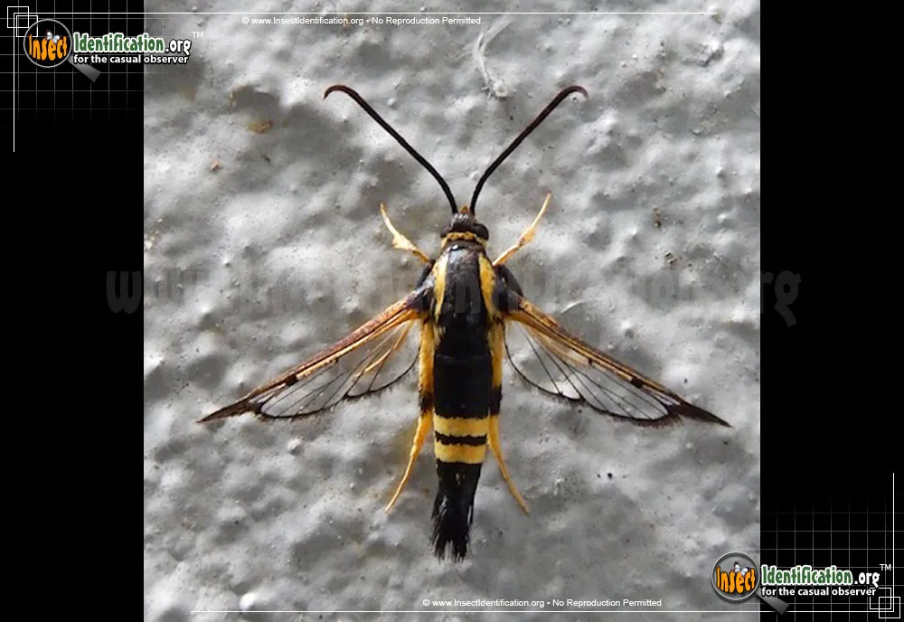 Holly Borer Moth - photo 3