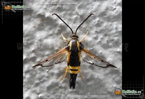 Holly Borer Moth - photo 4