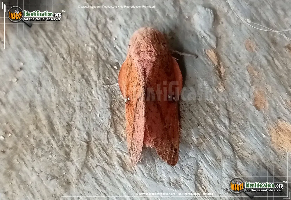 Honey Locust Moth