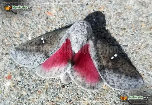 Honey Locust Moth - photo 4