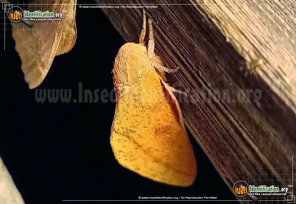 Honey Locust Moth - photo 5