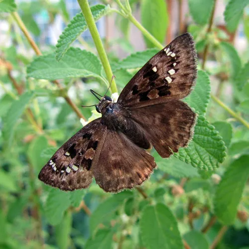 Horace's Duskywing