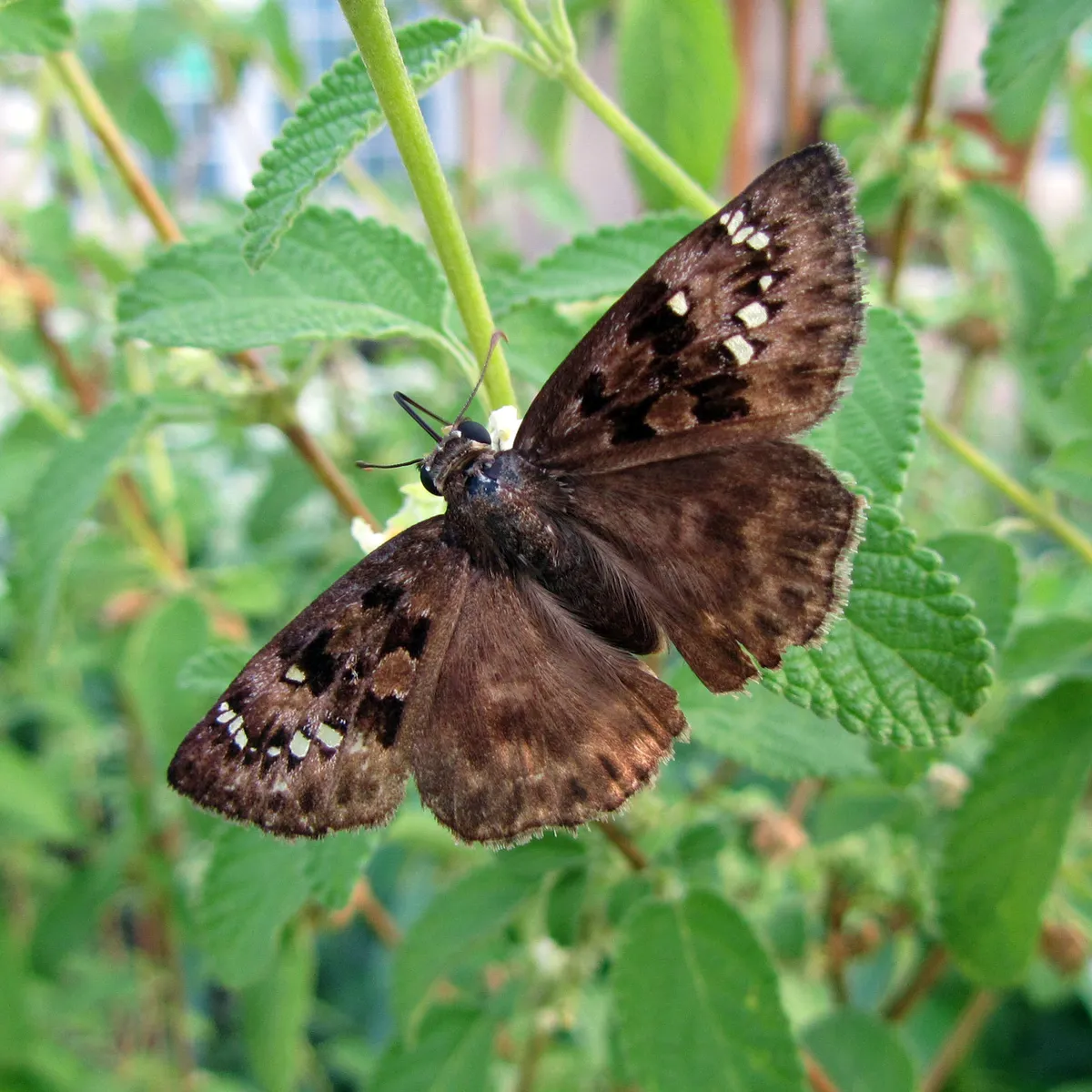 Horace's Duskywing - photo 3
