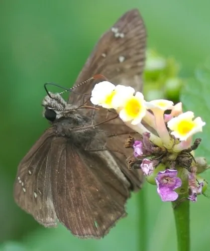 Horace's Duskywing - photo 5