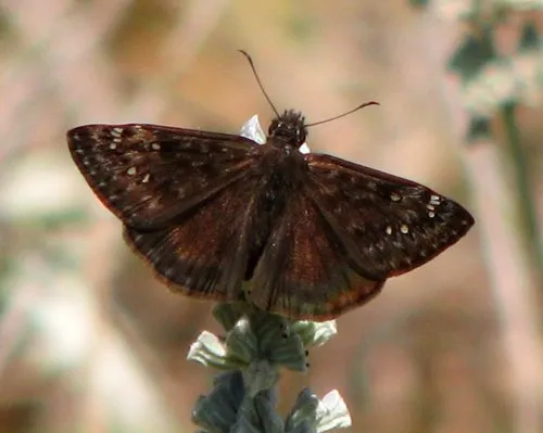 Horace's Duskywing - photo 7