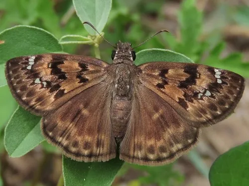 Horace's Duskywing - photo 8