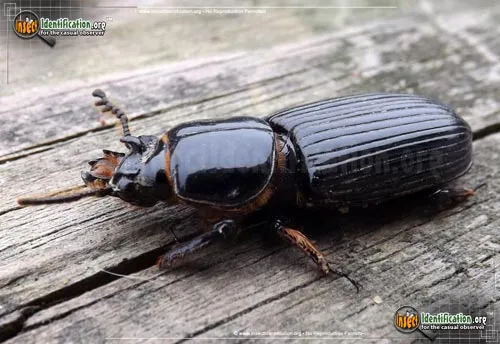 Horned Passalus Beetle - photo 2