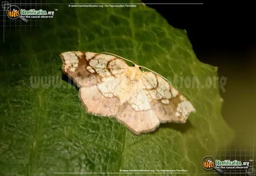 Horned Spanworm Moth - photo 2