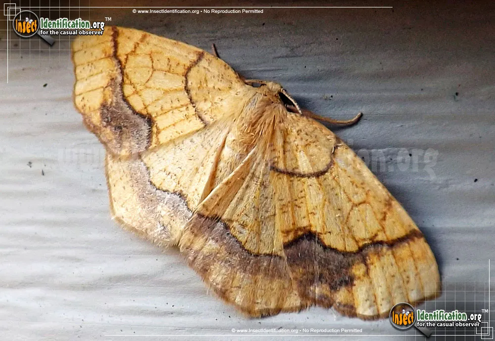Horned Spanworm Moth - photo 3