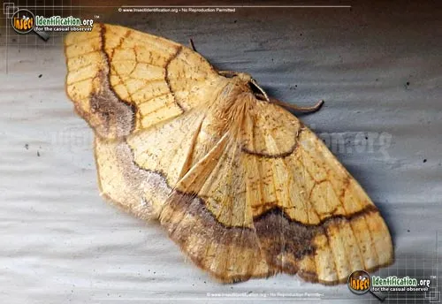 Horned Spanworm Moth - photo 4
