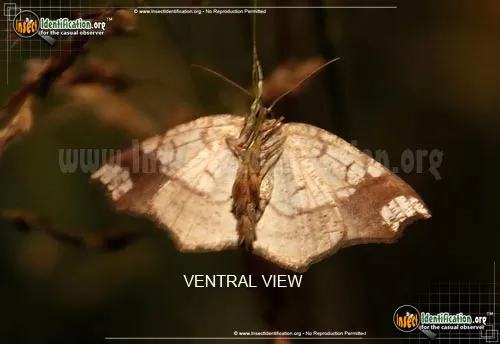Horned Spanworm Moth - photo 6