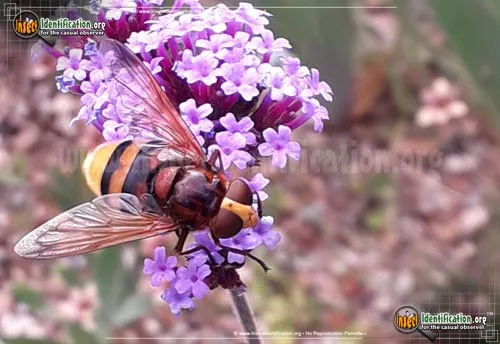 Hornet Mimic Hover Fly - photo 2