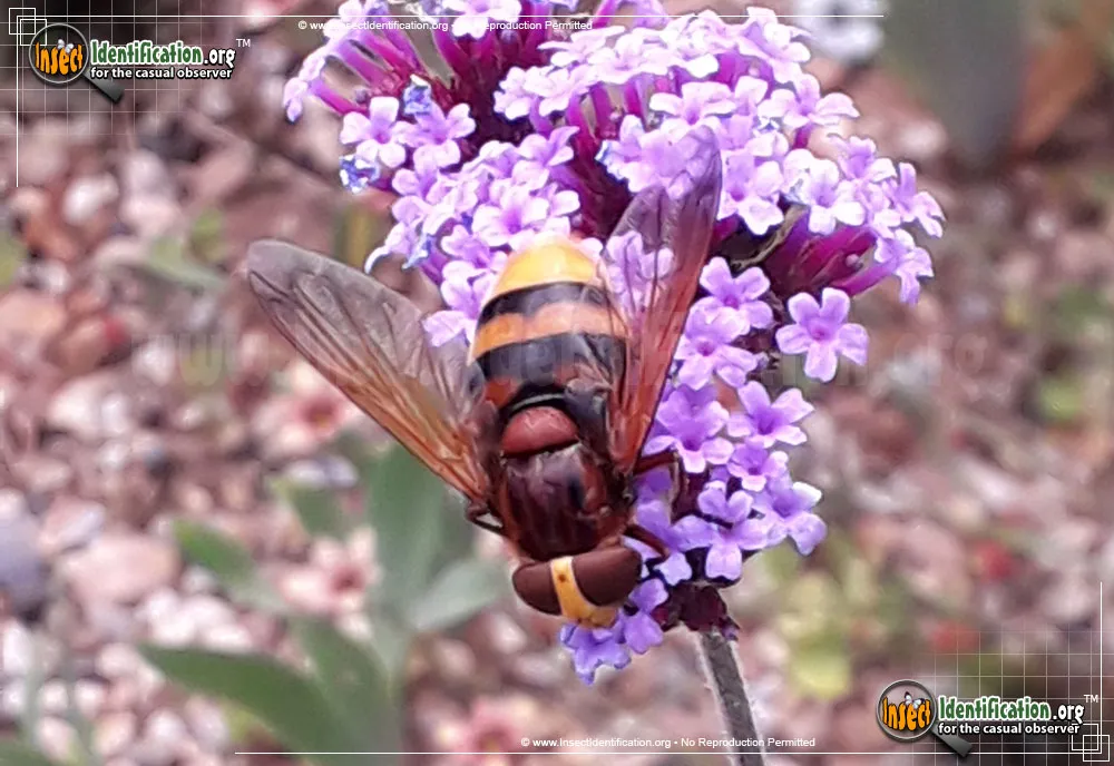 Hornet Mimic Hover Fly - photo 3