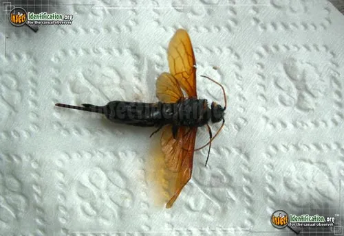 Horntail Wasp - photo 2