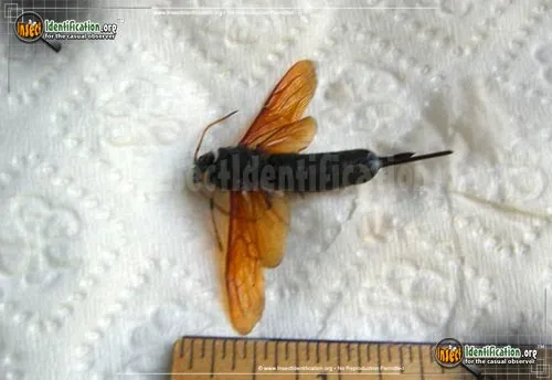 Horntail Wasp - photo 4