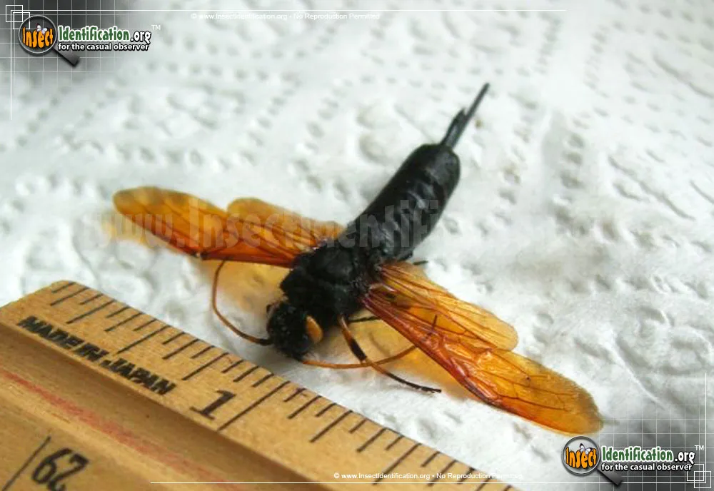 Horntail Wasp - photo 5