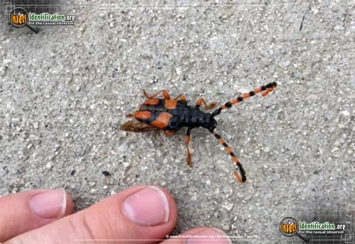 Horse-bean Longhorn Beetle - photo 2