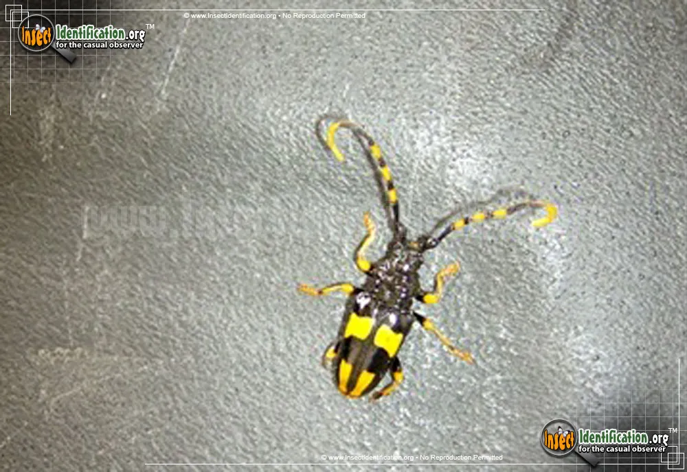 Horse-bean Longhorn Beetle - photo 3