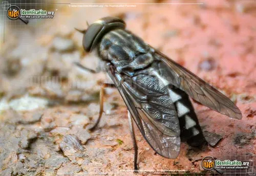 Horse Fly - photo 2